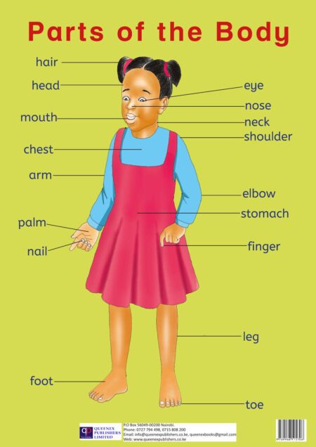 Premier Parts of the Body ‐ Girl